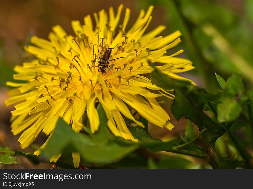 Flower, Yellow, Flora, Nectar