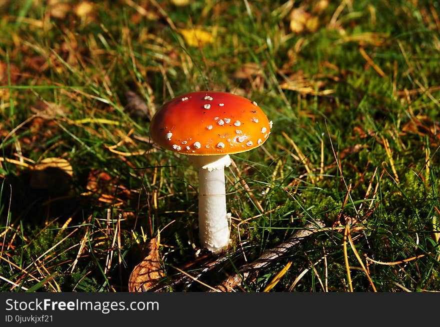 Mushroom, Fungus, Agaric, Edible Mushroom