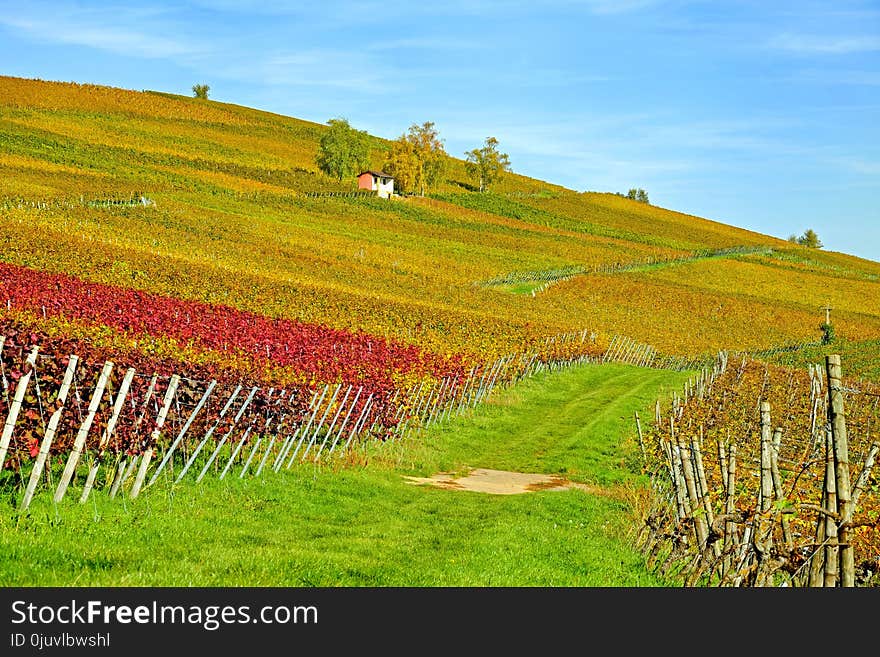 Agriculture, Field, Vineyard, Grassland