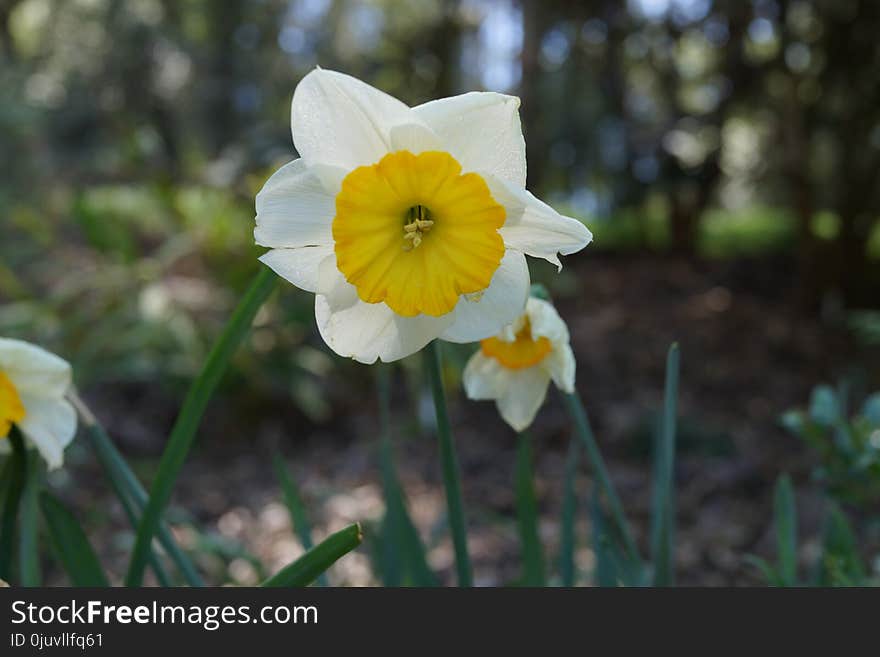 Flower, Plant, Flowering Plant, Yellow