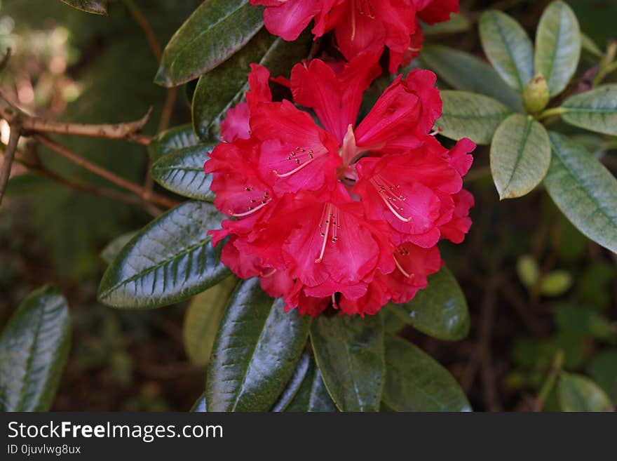 Plant, Flower, Flowering Plant, Pink