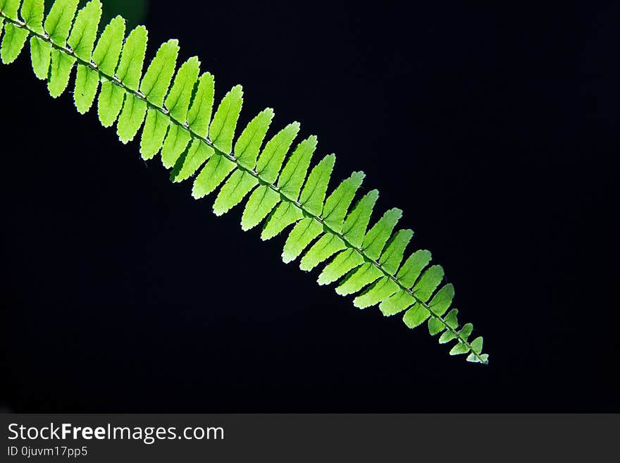 Leaf, Plant, Close Up, Macro Photography