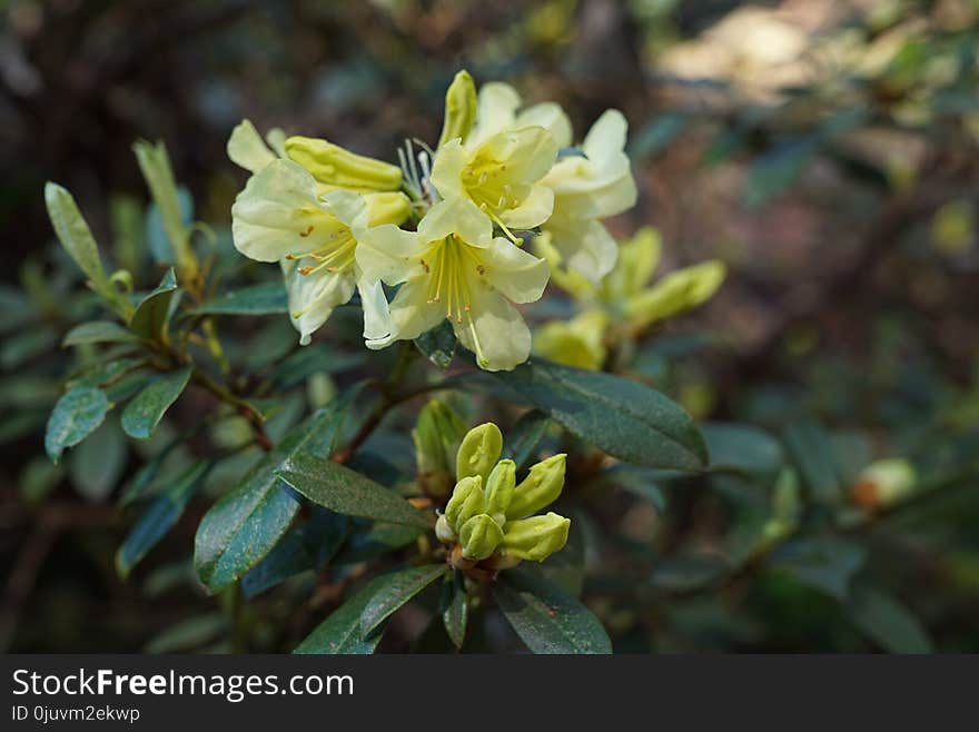 Plant, Flower, Flora, Shrub