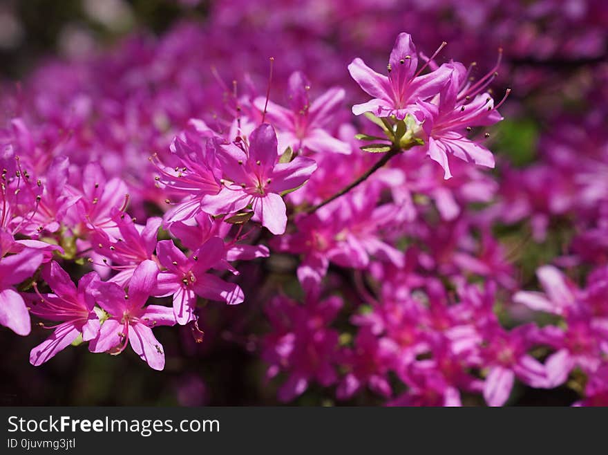 Flower, Plant, Flora, Pink