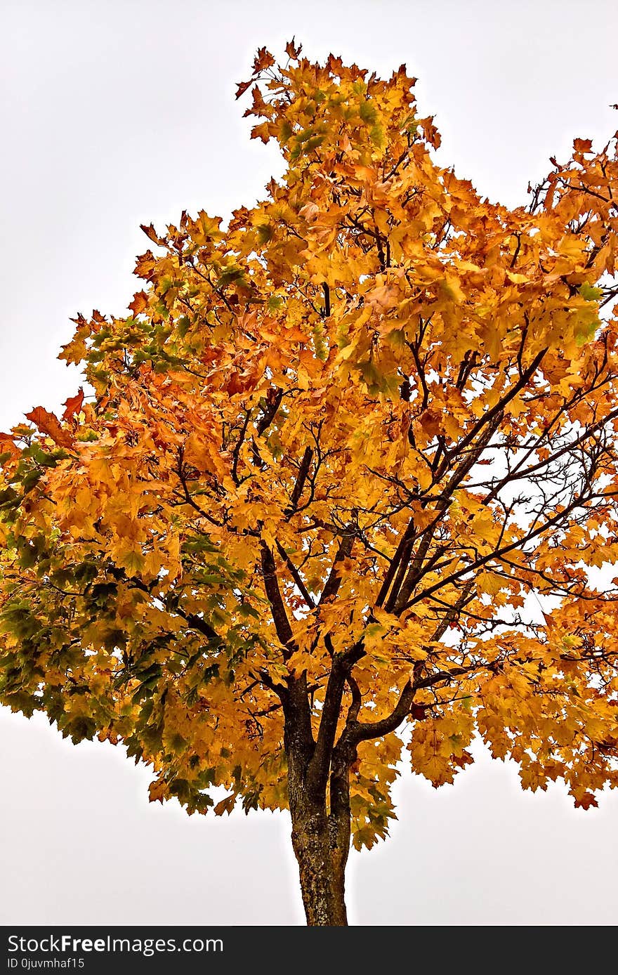 Tree, Woody Plant, Autumn, Yellow