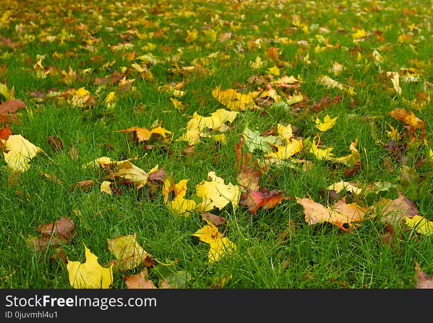 Leaf, Grass, Yellow, Ecosystem