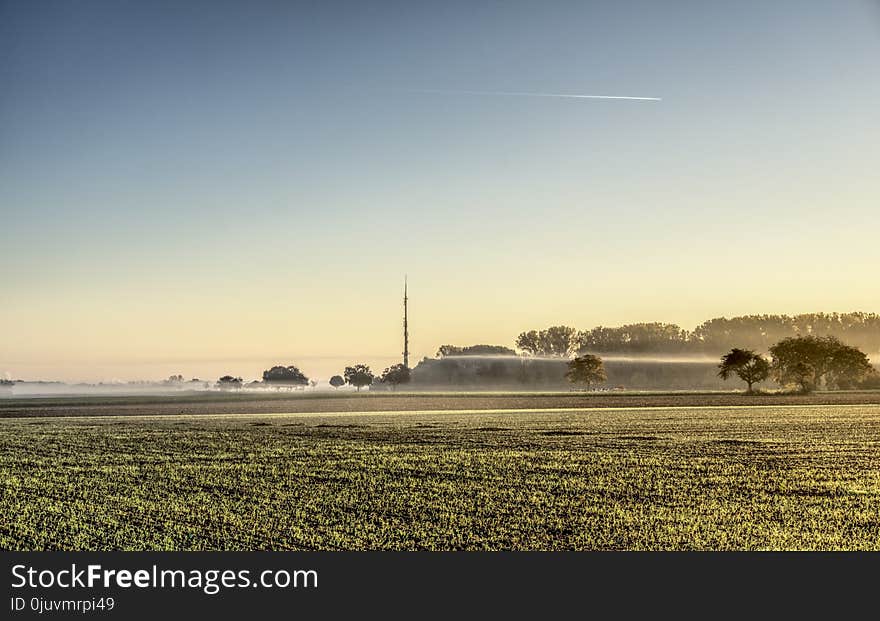 Field, Sky, Morning, Grass Family