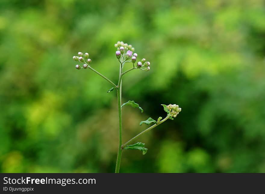 Plant, Cow Parsley, Flora, Flower