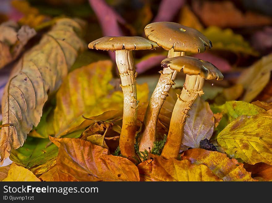 Mushroom, Fungus, Edible Mushroom, Agaricaceae