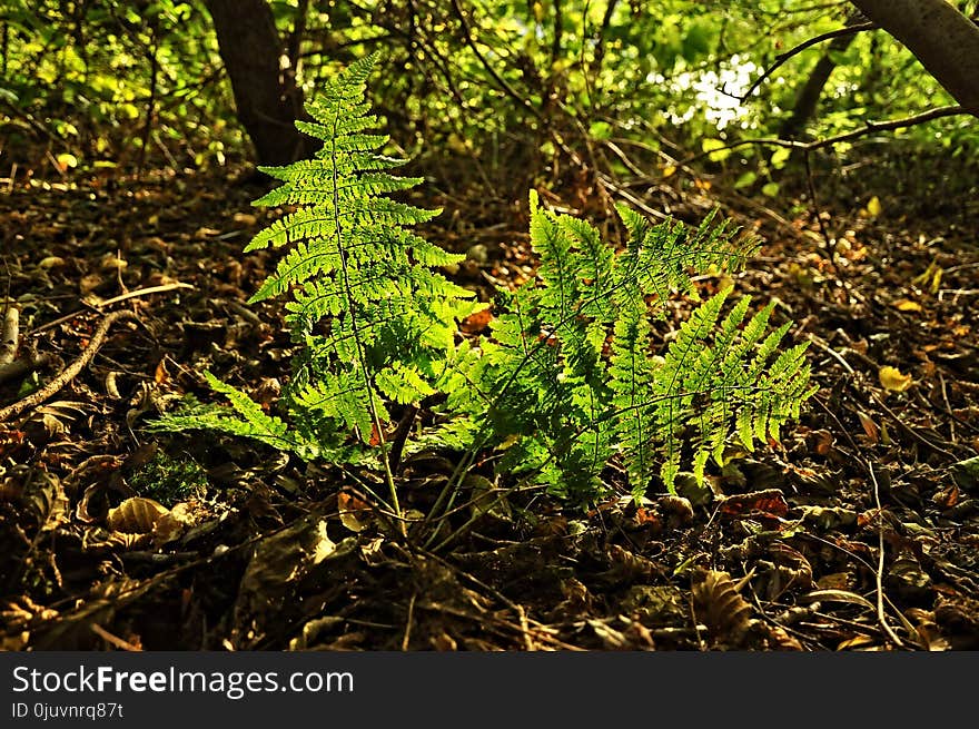 Vegetation, Plant, Ecosystem, Flora