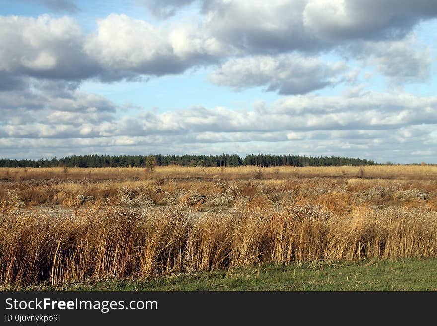 Grassland, Ecosystem, Sky, Prairie