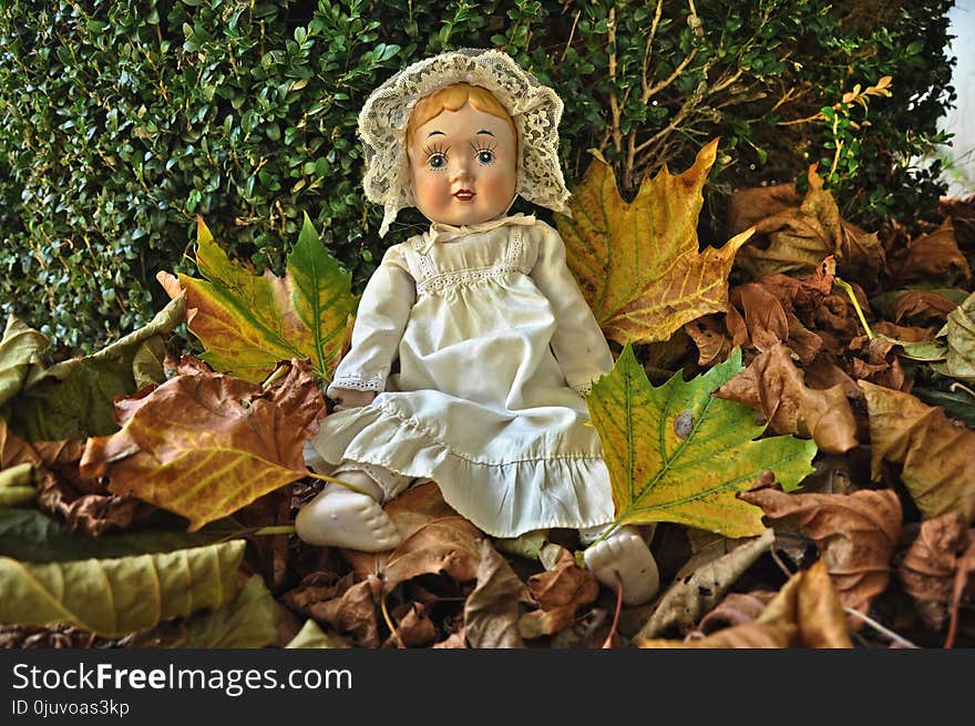 Leaf, Autumn, Plant, Religion