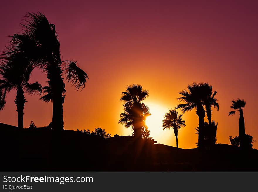 Sky, Sunset, Palm Tree, Sunrise