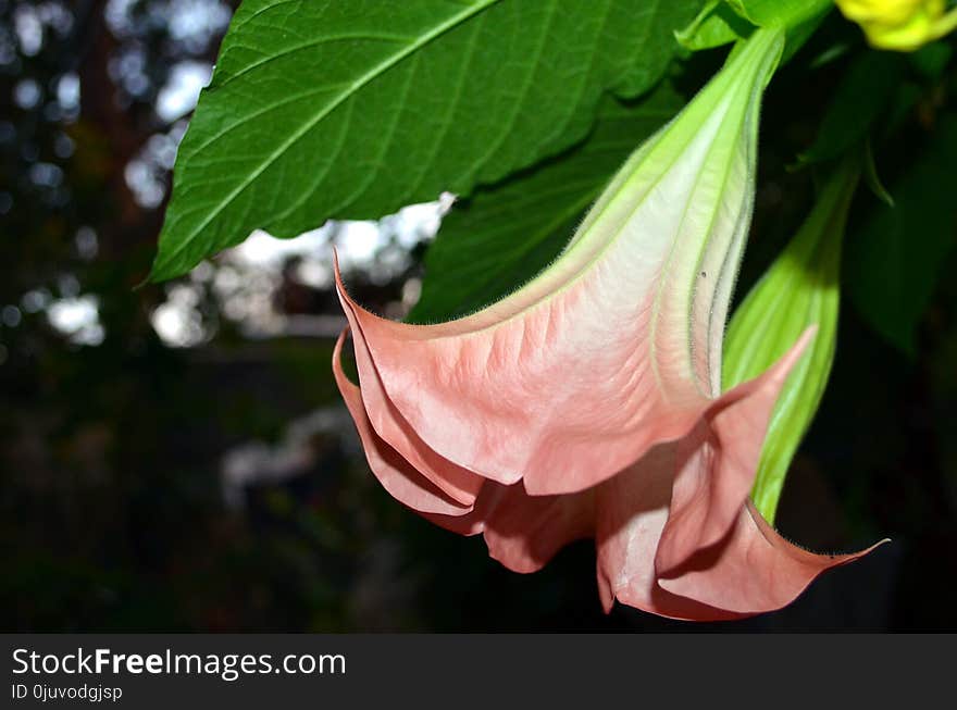 Flower, Plant, Flora, Pink