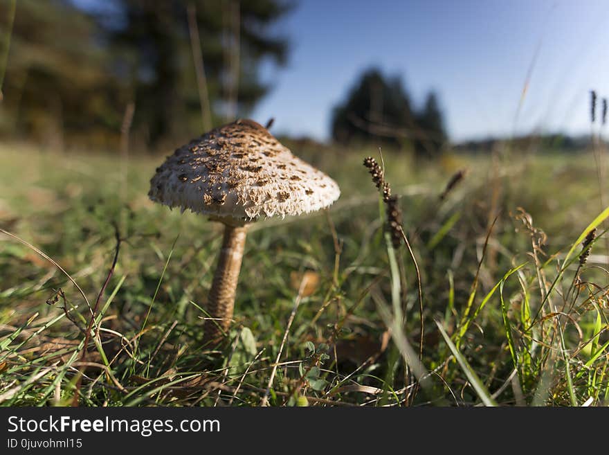 Mushroom, Fungus, Grass, Edible Mushroom