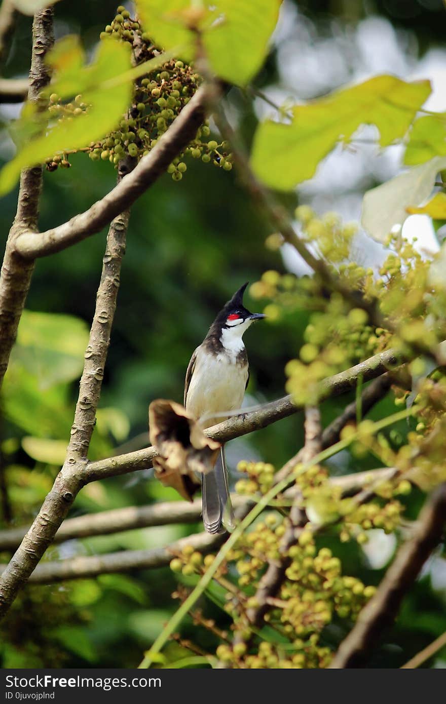 Bird, Fauna, Flora, Beak