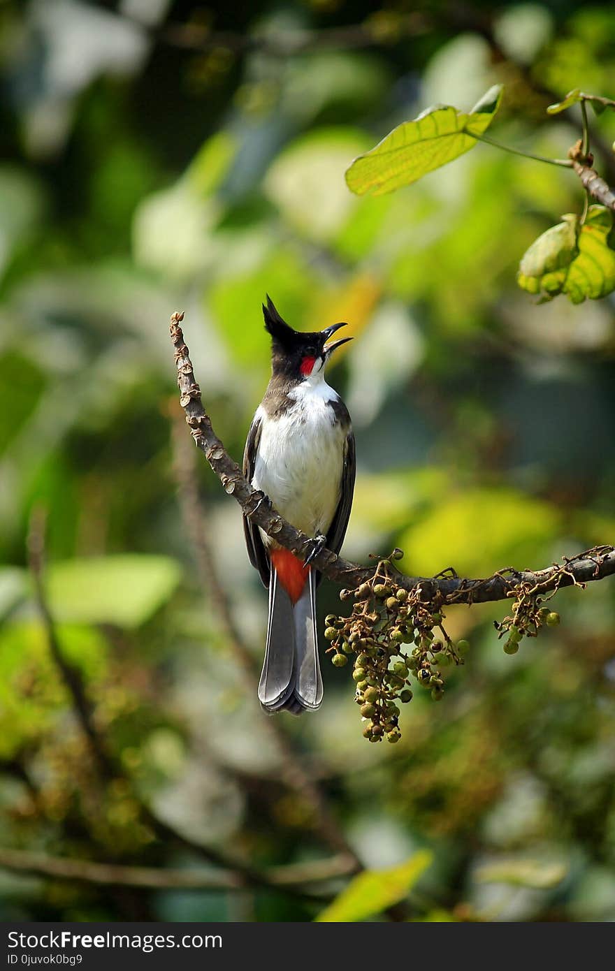 Bird, Fauna, Beak, Flora