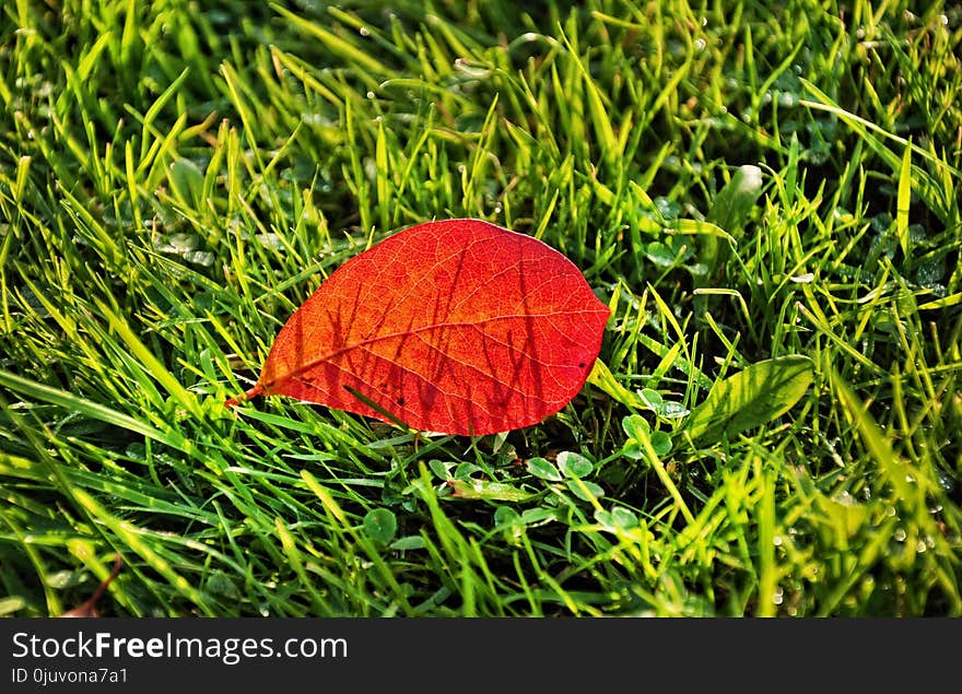 Leaf, Grass, Plant, Biome