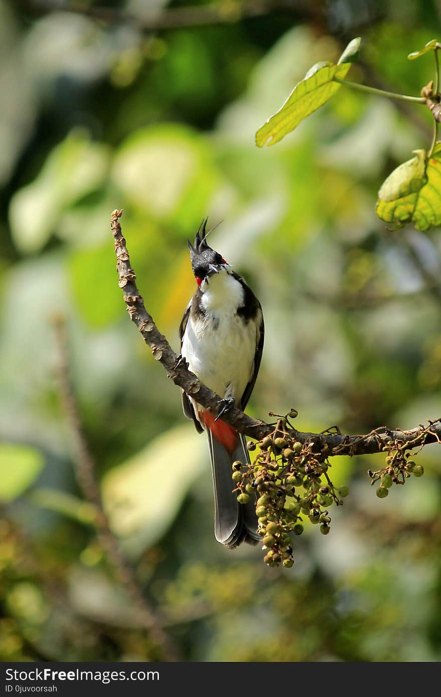 Bird, Fauna, Beak, Ecosystem