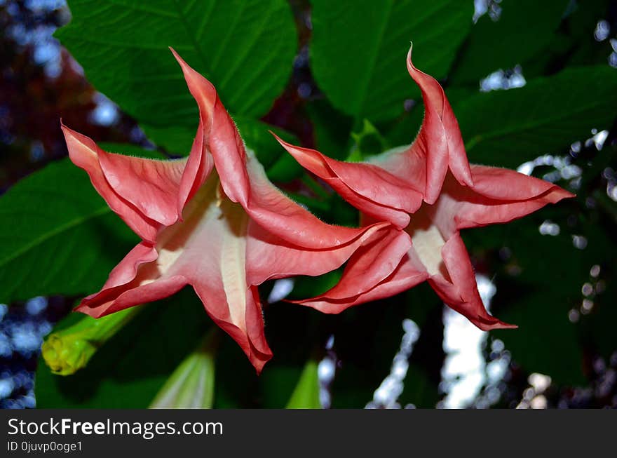 Flower, Plant, Flora, Wildflower