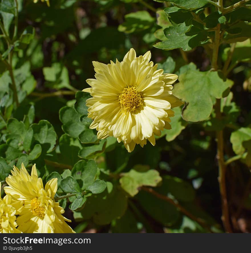 Flower, Yellow, Plant, Flora