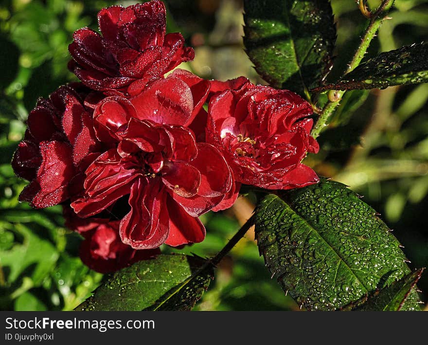 Plant, Flower, Flowering Plant, Flora