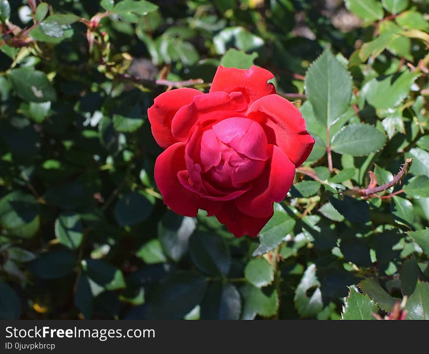 Rose, Rose Family, Flower, Floribunda