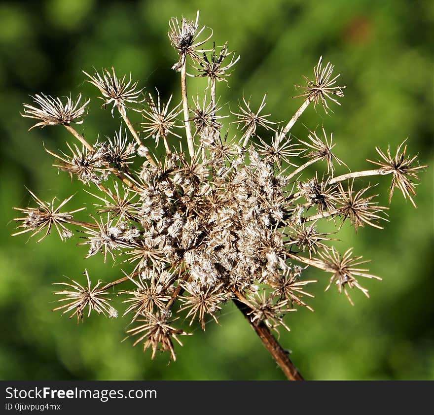 Plant, Flora, Thorns Spines And Prickles, Flower