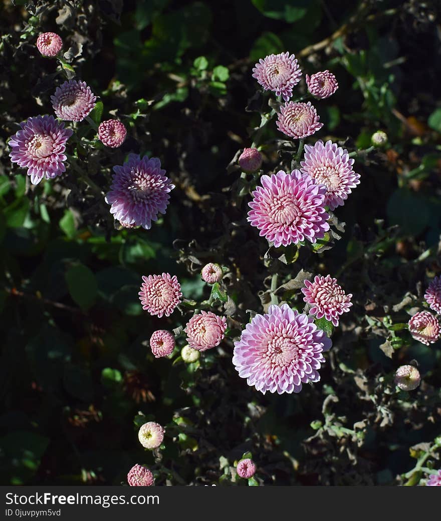 Flower, Plant, Flora, Aster