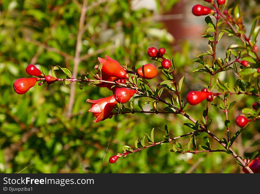 Rose Hip, Vegetation, Plant, Berry