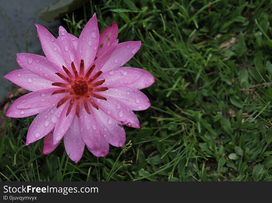 Flower, Flora, Plant, Pink