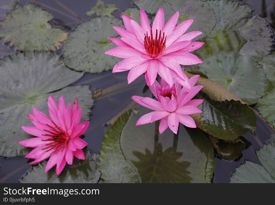 Flower, Plant, Pink, Flora