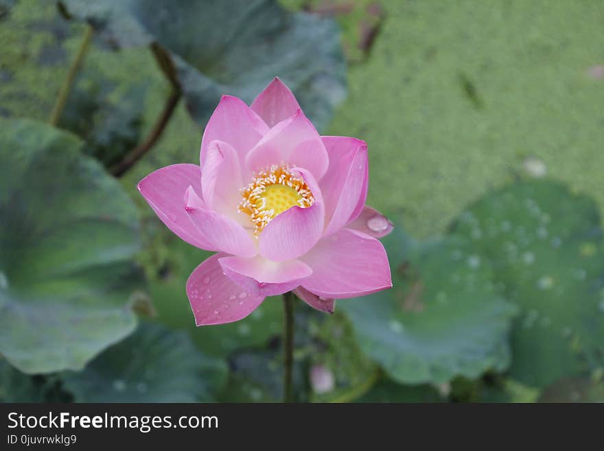 Flower, Sacred Lotus, Plant, Lotus