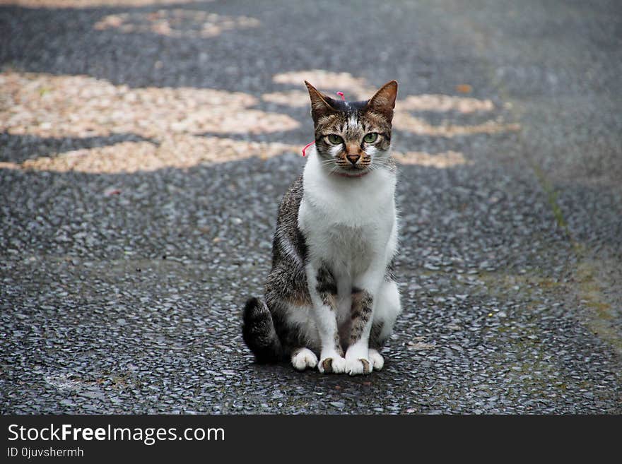 Cat, Whiskers, Small To Medium Sized Cats, Fauna