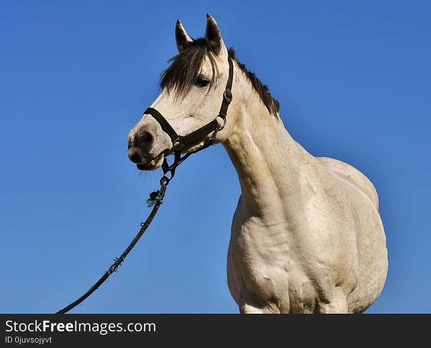 Horse, Halter, Bridle, Horse Tack