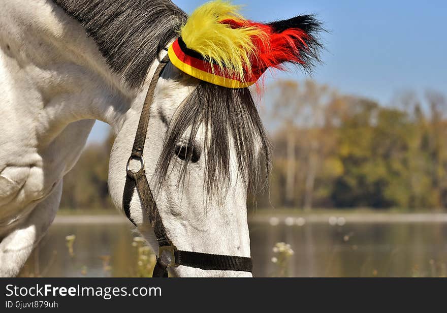 Horse, Horse Like Mammal, Bridle, Mane