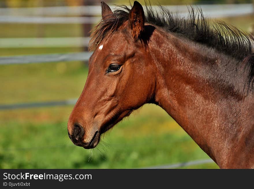 Horse, Halter, Bridle, Mane