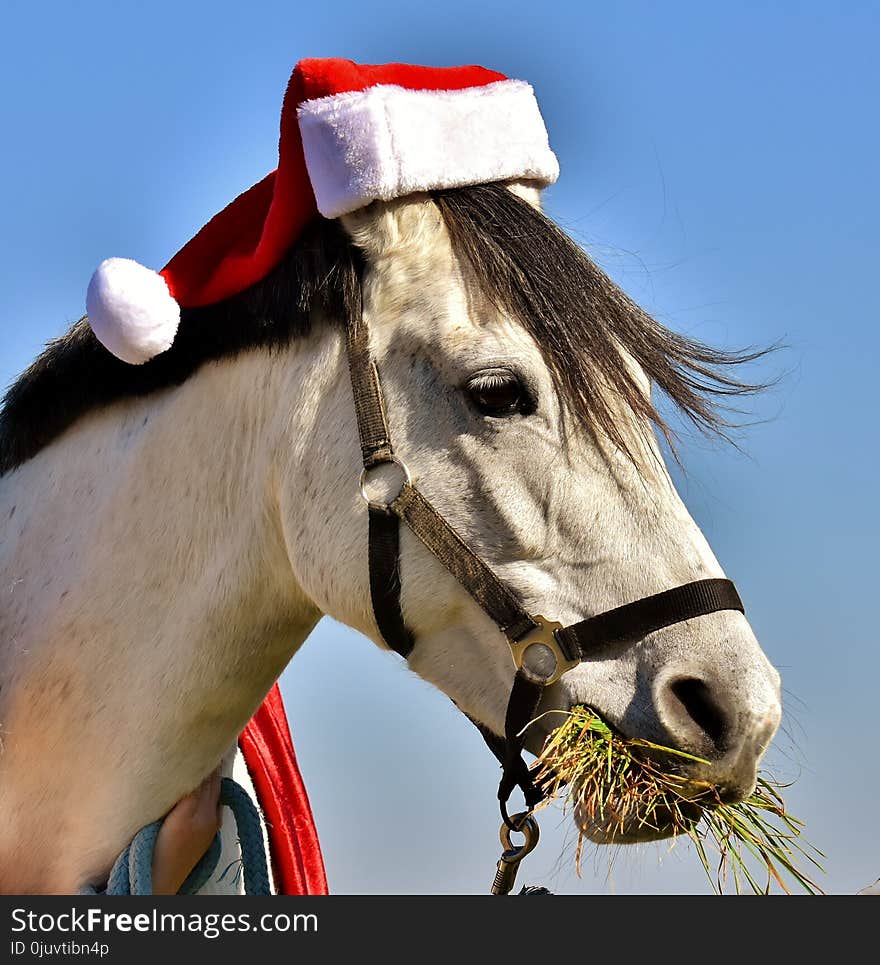 Horse, Bridle, Halter, Horse Tack