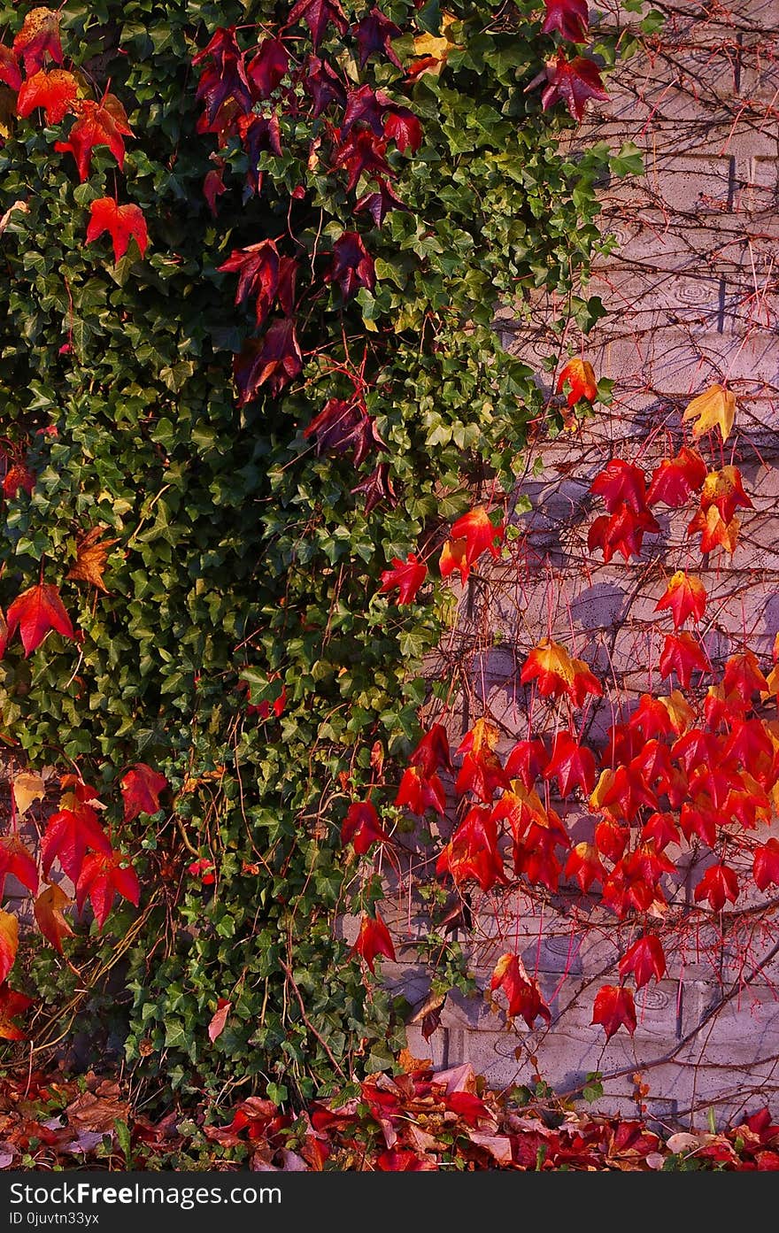 Flower, Leaf, Plant, Autumn