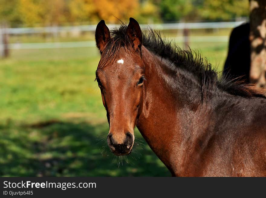 Horse, Mane, Bridle, Horse Like Mammal