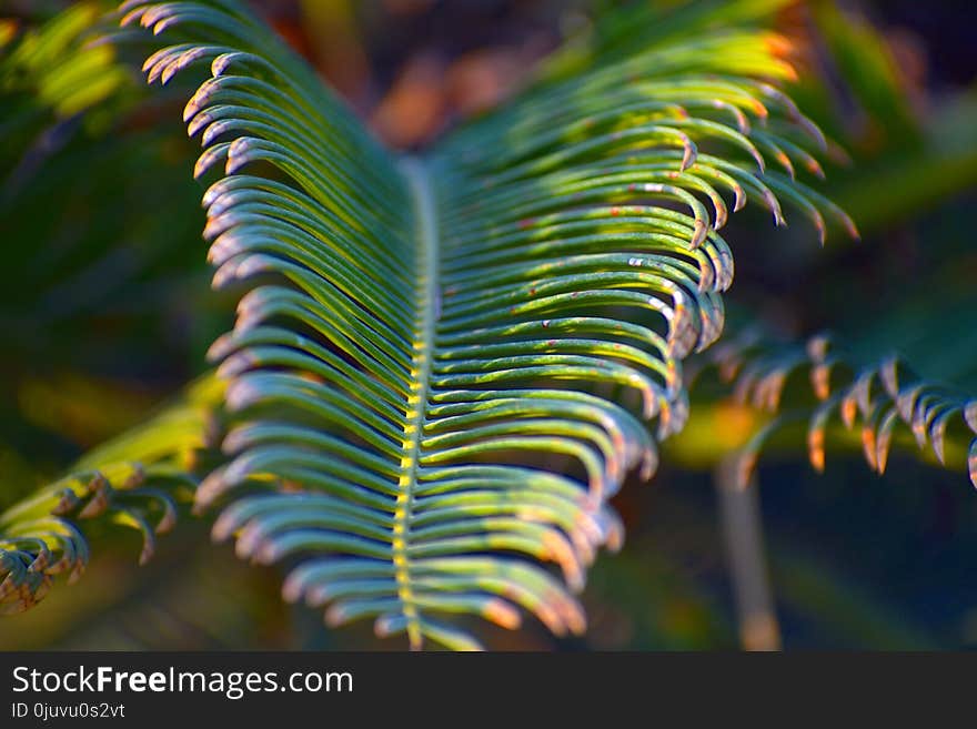 Vegetation, Leaf, Close Up, Flora