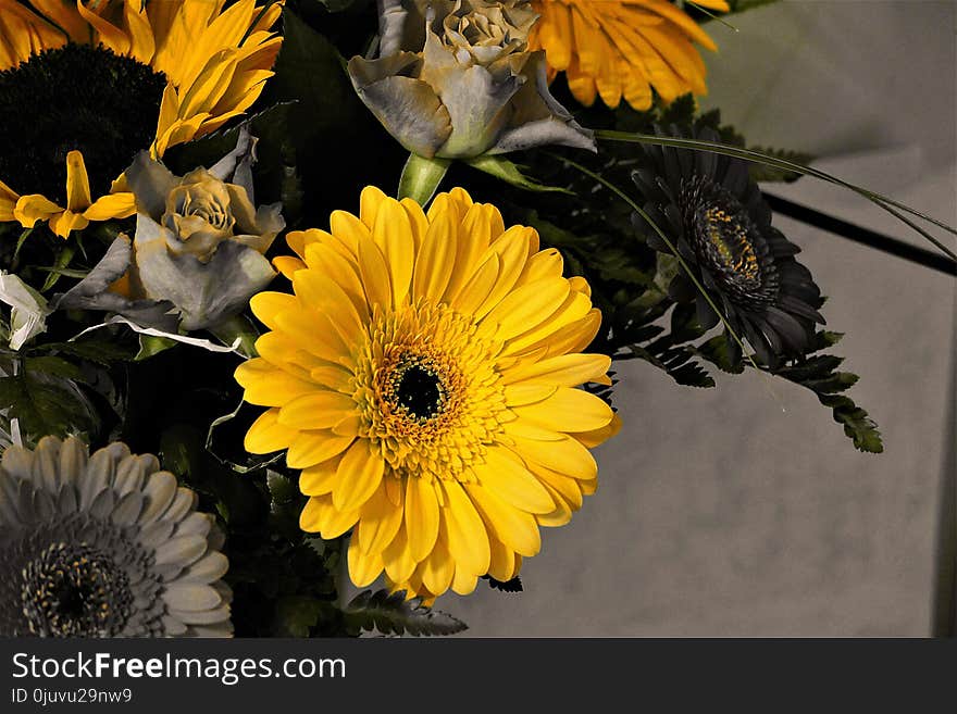 Flower, Yellow, Flora, Plant