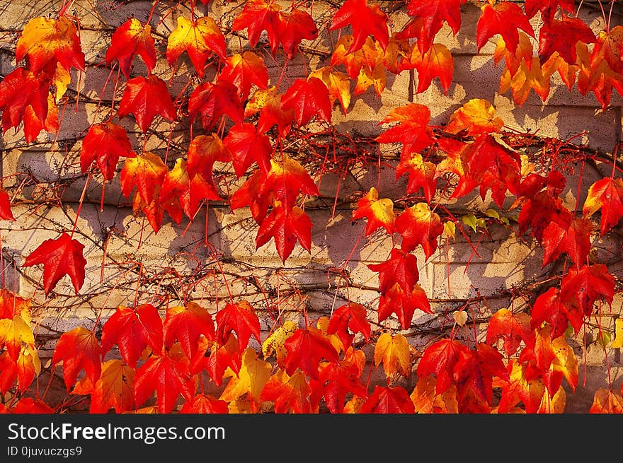 Leaf, Autumn, Orange, Deciduous