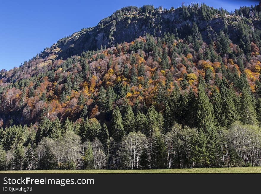 Ecosystem, Nature, Leaf, Tree