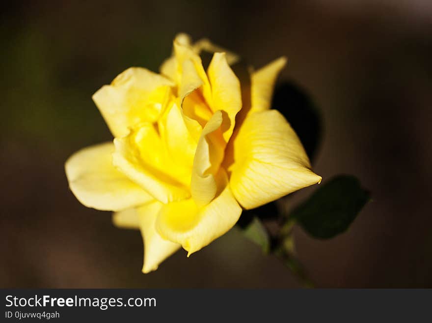 Flower, Yellow, Flora, Rose Family