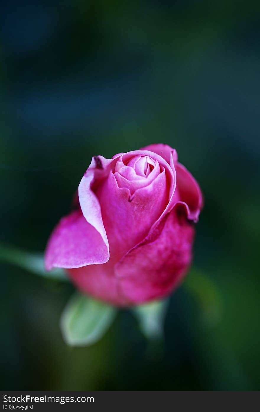 Flower, Pink, Rose, Rose Family