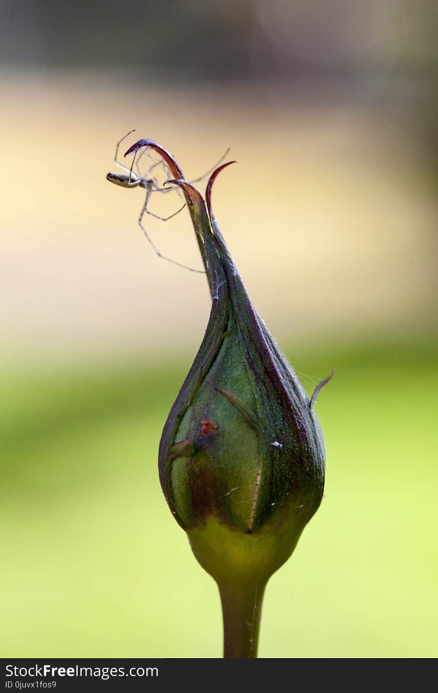 Flora, Macro Photography, Leaf, Insect