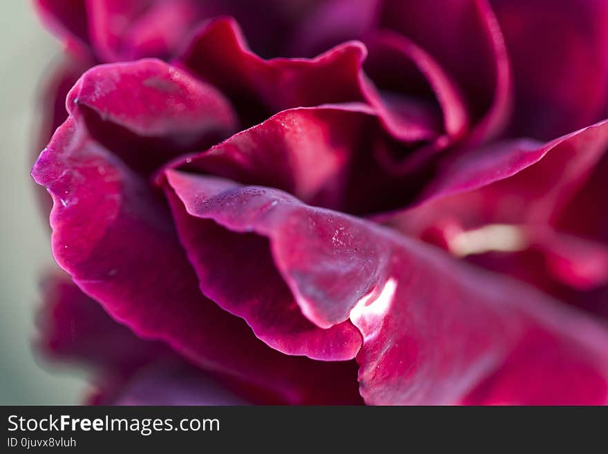 Pink, Flower, Garden Roses, Rose Family