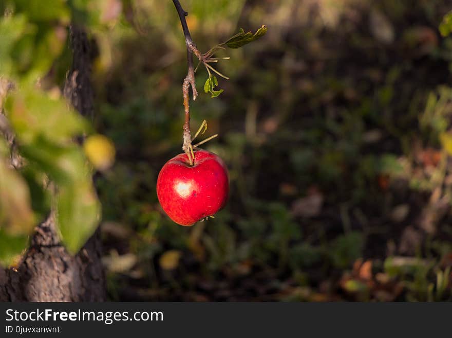 Branch, Fruit, Berry, Plant