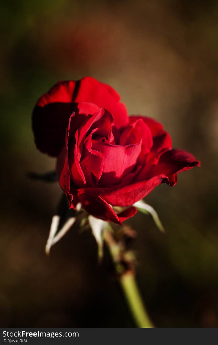 Flower, Red, Rose Family, Flora